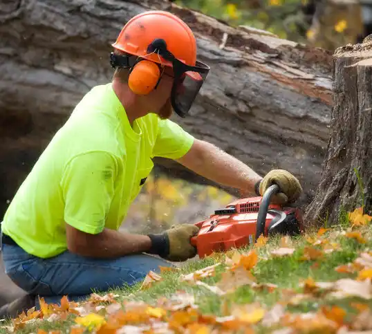 tree services Deal